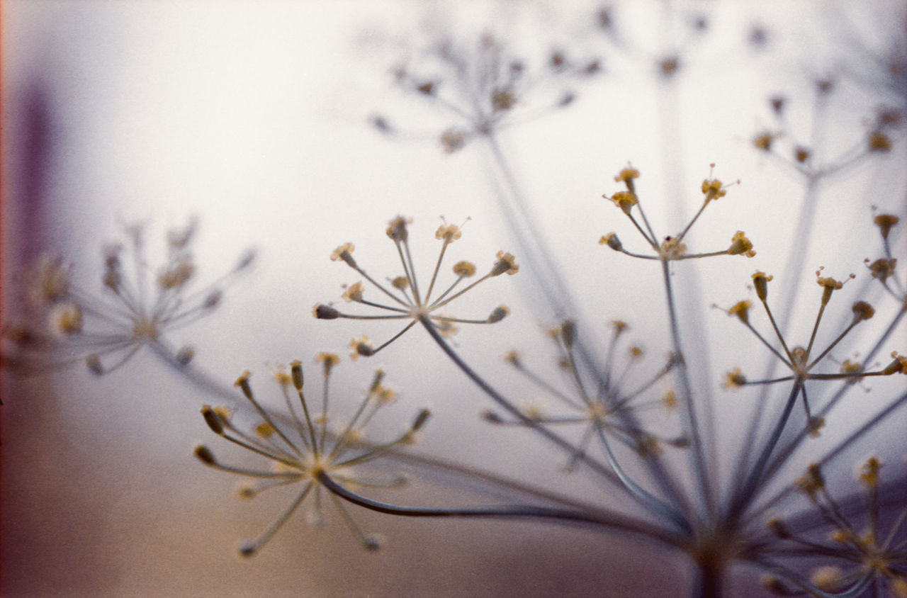 plant, branch, flower, flowering plant, nature, beauty in nature, close-up, freshness, blossom, no people, macro photography, selective focus, leaf, fragility, twig, white, petal, outdoors, growth, focus on foreground, springtime