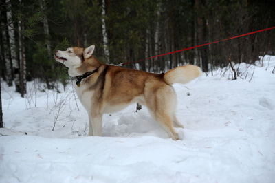 View of a dog on snow covered land