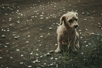 Portrait of dog sitting on field