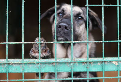 pet