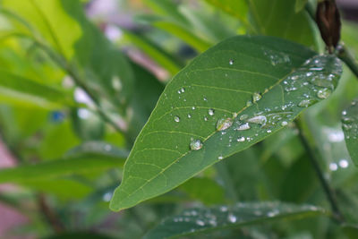 Close-up of wet plant leaves during rainy season