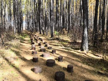 Panoramic shot of trees on field in forest