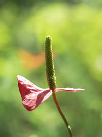 Close-up of red flowering plant