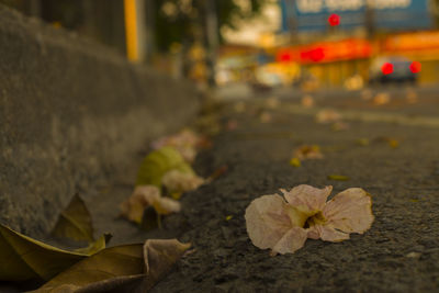 Close-up of flowering plant leaves on street