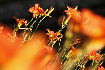 Close-up of orange flowering plant