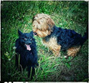 Dog relaxing on grassy field