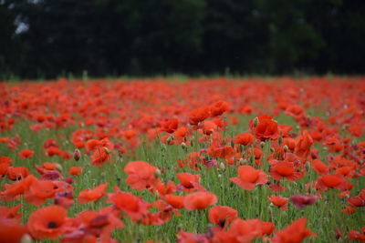 Close-up of red poppy flowers on field