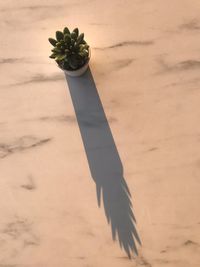 High angle view of potted plant on sand