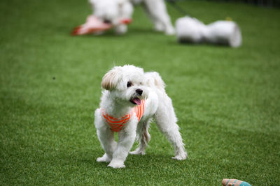 Dog looking away on field