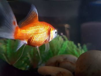 Close-up of fish swimming in aquarium