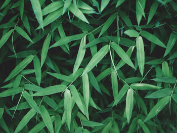 Full frame shot of plants growing on field