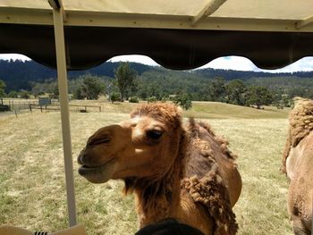 Close-up of camel on field