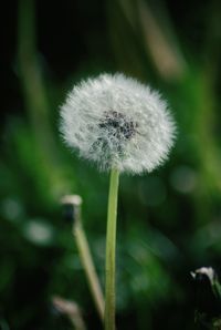 Close-up of dandelion flower