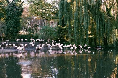 Ducks swimming in lake