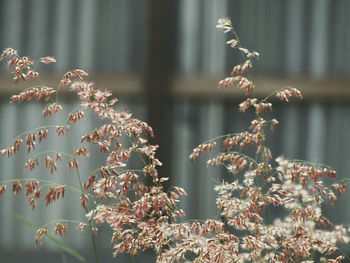 Close-up of plant against blurred background