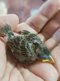 Close-up of hand holding bird