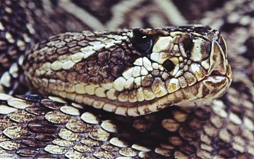 Close-up of lizard