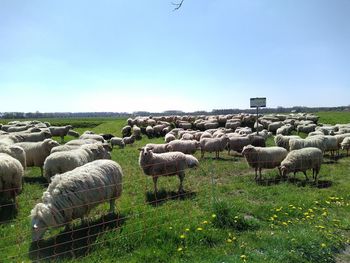 Sheep grazing on field against sky