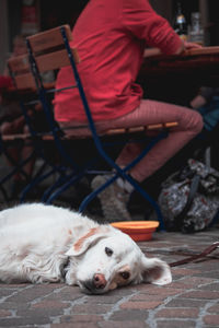 Dog sleeping on floor at home