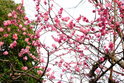 Low angle view of pink flowers blooming on tree