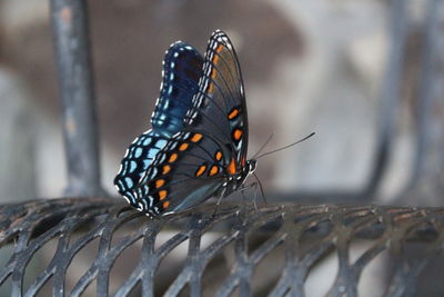 Close-up of butterfly