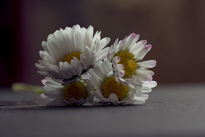 Close-up of white daisy flower on table