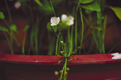 Close-up of flowering plant