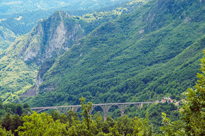 High angle view of pine trees on mountain