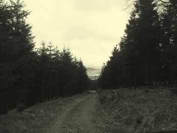 Road amidst trees in forest against sky