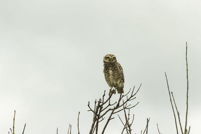 Low angle view of eagle perching on a tree