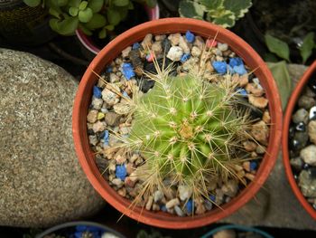 High angle view of potted plants in basket