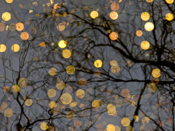 Full frame shot of autumn leaves