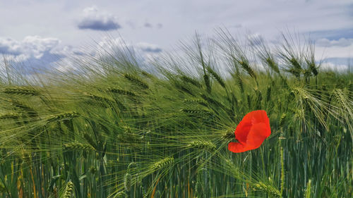 Close-up of poppy on field against sky