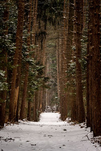 Trees in forest during winter