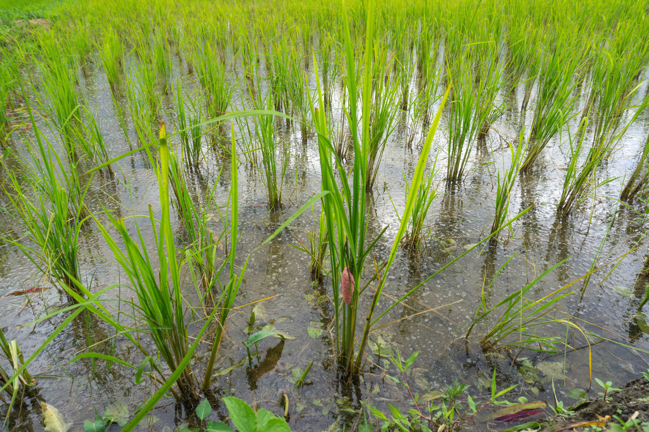 CROPS GROWING IN FIELD