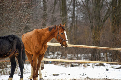 View of a horse in winter