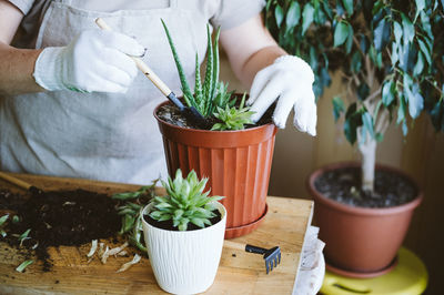 Midsection of woman holding potted plant on table