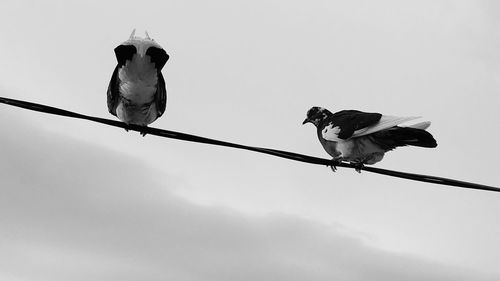 Low angle view of birds perching on cable against sky