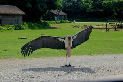 Marabou stork on footpath with spread wings