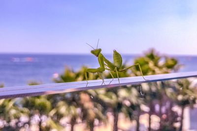 Insect mantis against the sky