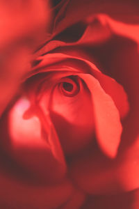 Full frame shot of red rose