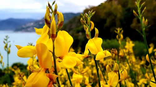 Close-up of yellow flowering plant on field