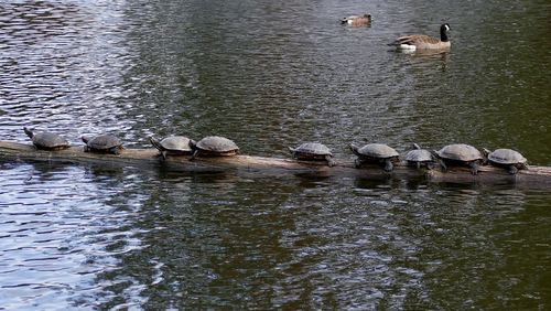 High angle view of ducks in lake