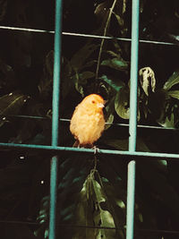 Close-up of a bird