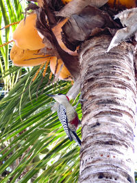 Low angle view of bird on tree trunk