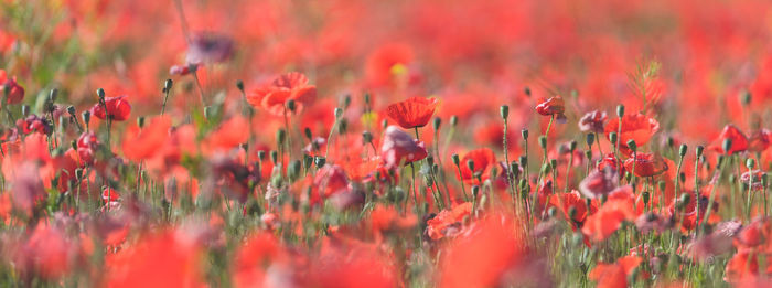 Close-up of red poppy flowers on field