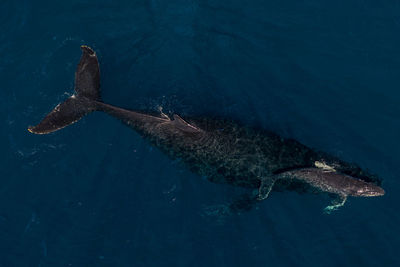 Femal humpback helping her newborn learn to swim