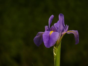 Close-up of purple iris flower on field