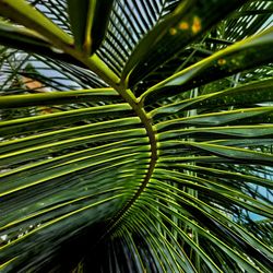 Close-up of palm tree leaves