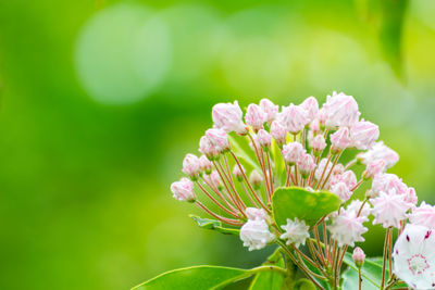 Close-up of pink flowers blooming outdoors